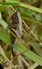 Metrioptera brachyptera