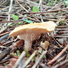 Cantharellus cibarius