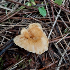 Cantharellus cibarius