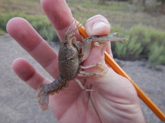 Procambarus simulans