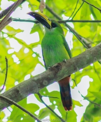 Aulacorhynchus prasinus