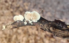 Crepidotus affinis