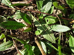 Hesperis matronalis