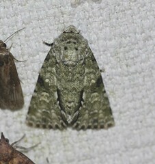Acronicta psorallina