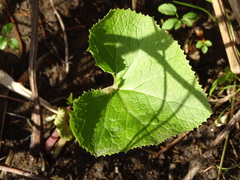 Petasites pyrenaicus