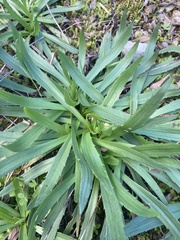 Plantago serraria