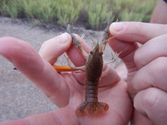 Procambarus simulans