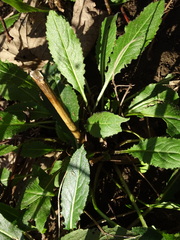 Hesperis matronalis