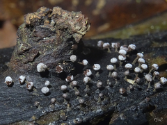 Physarum leucophaeum