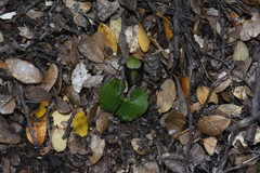 Corybas trilobus