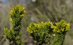 Erica coccinea
