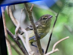 Vireo nanus