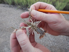 Procambarus simulans