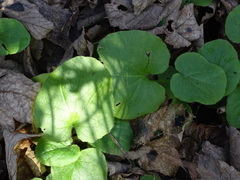 Doronicum pardalianches