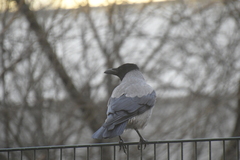 Corvus cornix