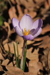 Crocus carpetanus
