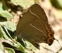 Satyrium w-album