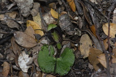 Corybas trilobus