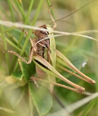 Metrioptera brachyptera