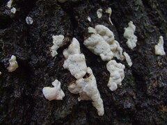 Dendrothele candida