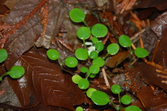 Nemophila parviflora