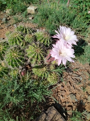 Echinopsis oxygona