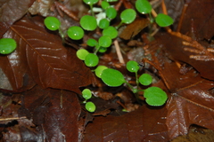 Nemophila parviflora