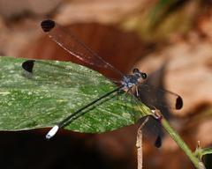 Philogenia elisabeta