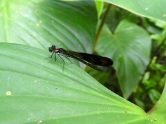 Heliocypha fenestrata