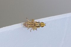 Oscinella frit