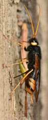 Urocerus gigas