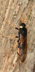 Urocerus gigas