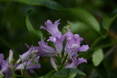 Fridericia