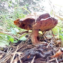 Suillus collinitus