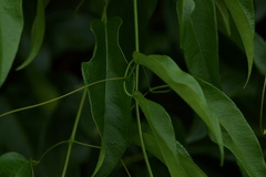 Fridericia