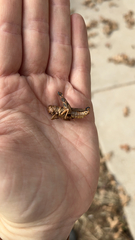 Melanoplus differentialis