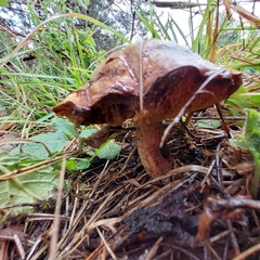 Suillus collinitus