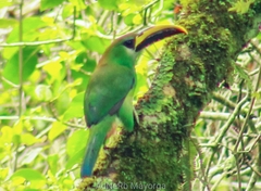 Aulacorhynchus prasinus