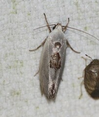 Tymbophora peltastis