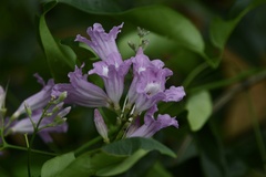 Fridericia