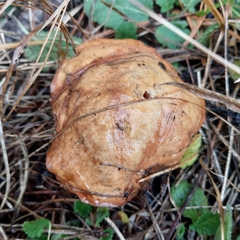 Suillus collinitus