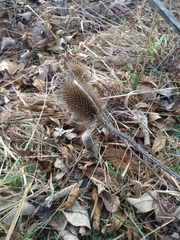 Dipsacus fullonum