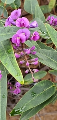 Hardenbergia violacea