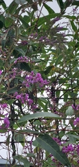 Hardenbergia violacea