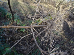 Heracleum mantegazzianum