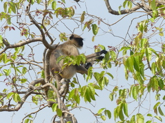 Holoptelea integrifolia