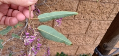 Hardenbergia violacea