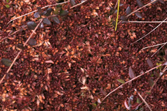 Sphagnum magellanicum