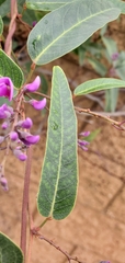 Hardenbergia violacea