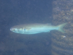 Mugil cephalus